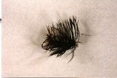 K47 - Black Hornet - $5